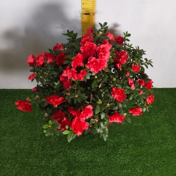 Azalea Super Red - Image 2