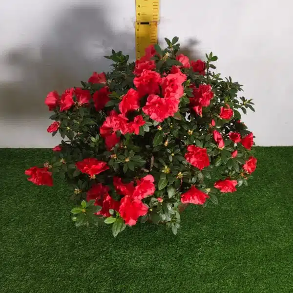 Azalea Super Red - Image 2