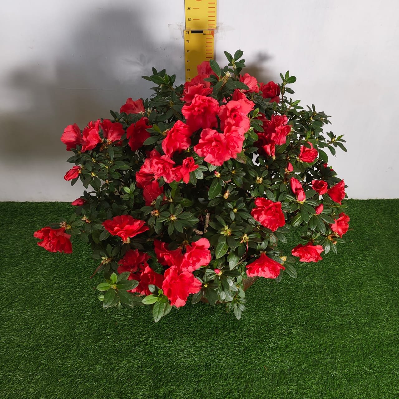 efd30745-a1cf-408a-8eb6-588a2153ac36 Azalea Super Red - Image 2