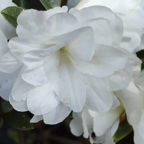 Azalea 'White Rosebud' - Image 5