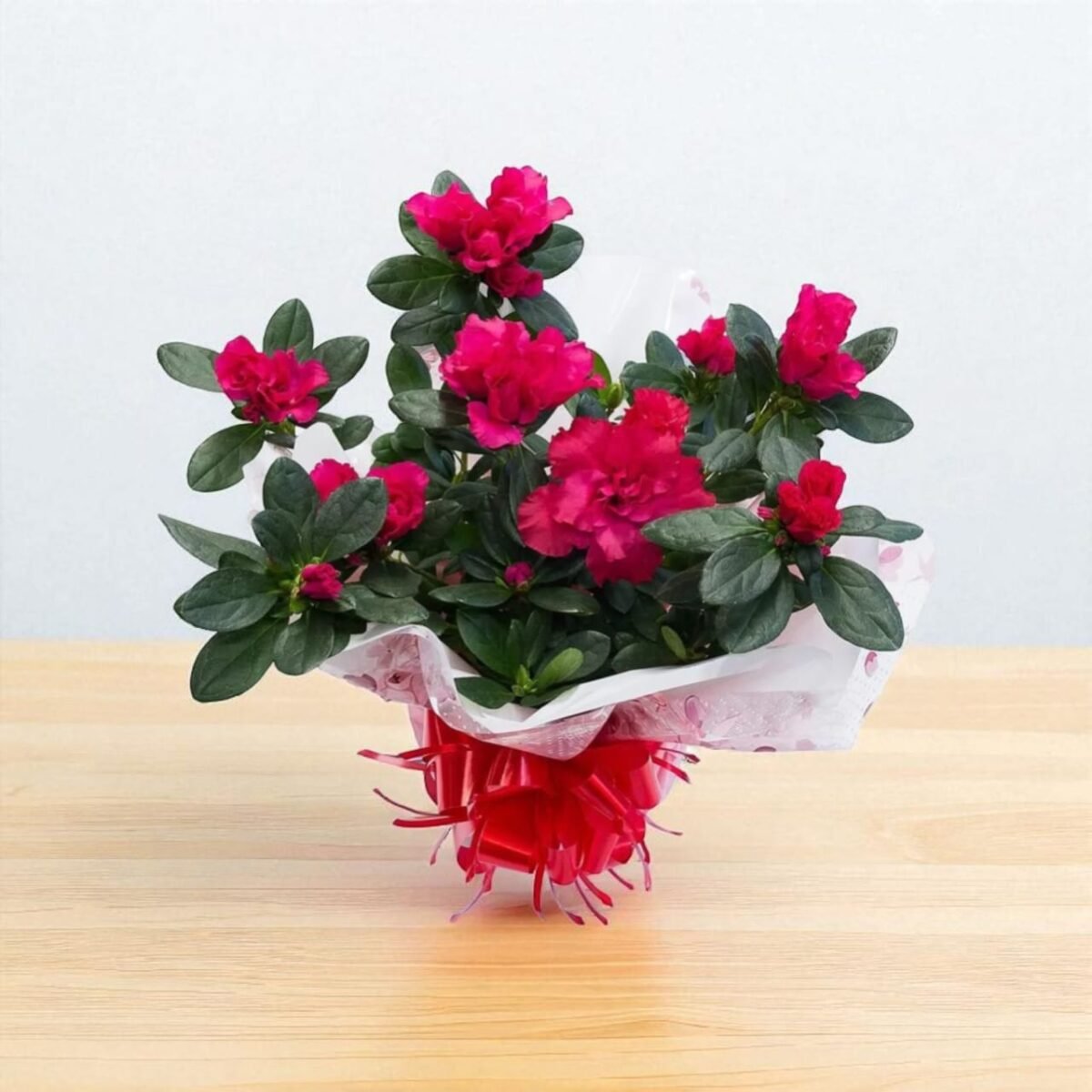 Azalea Belgian Light Red - Image 1