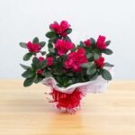 Azalea Belgian Light Red
