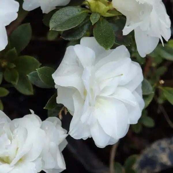 Azalea 'White Rosebud' - Image 7