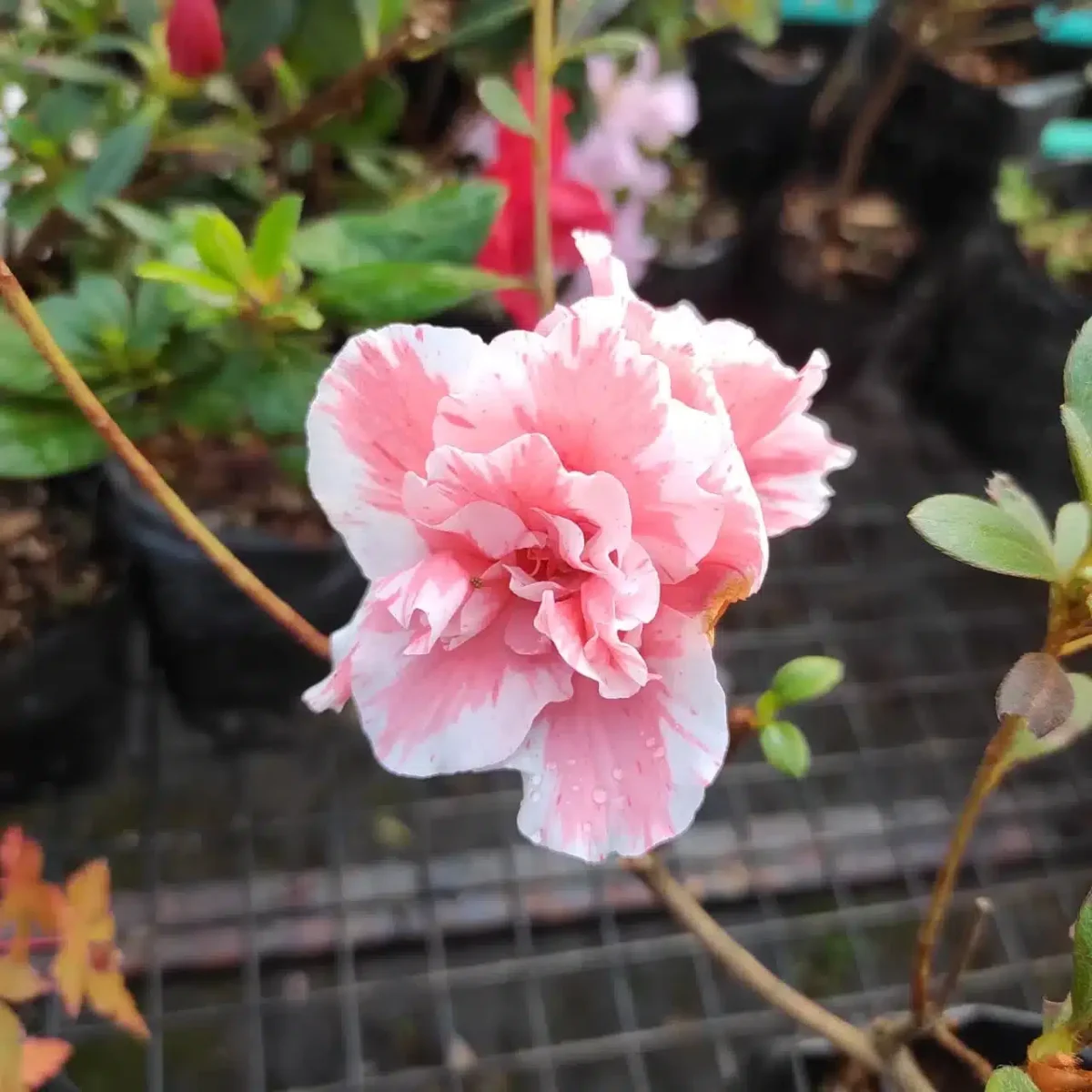 Azalea Lady Love - Image 4