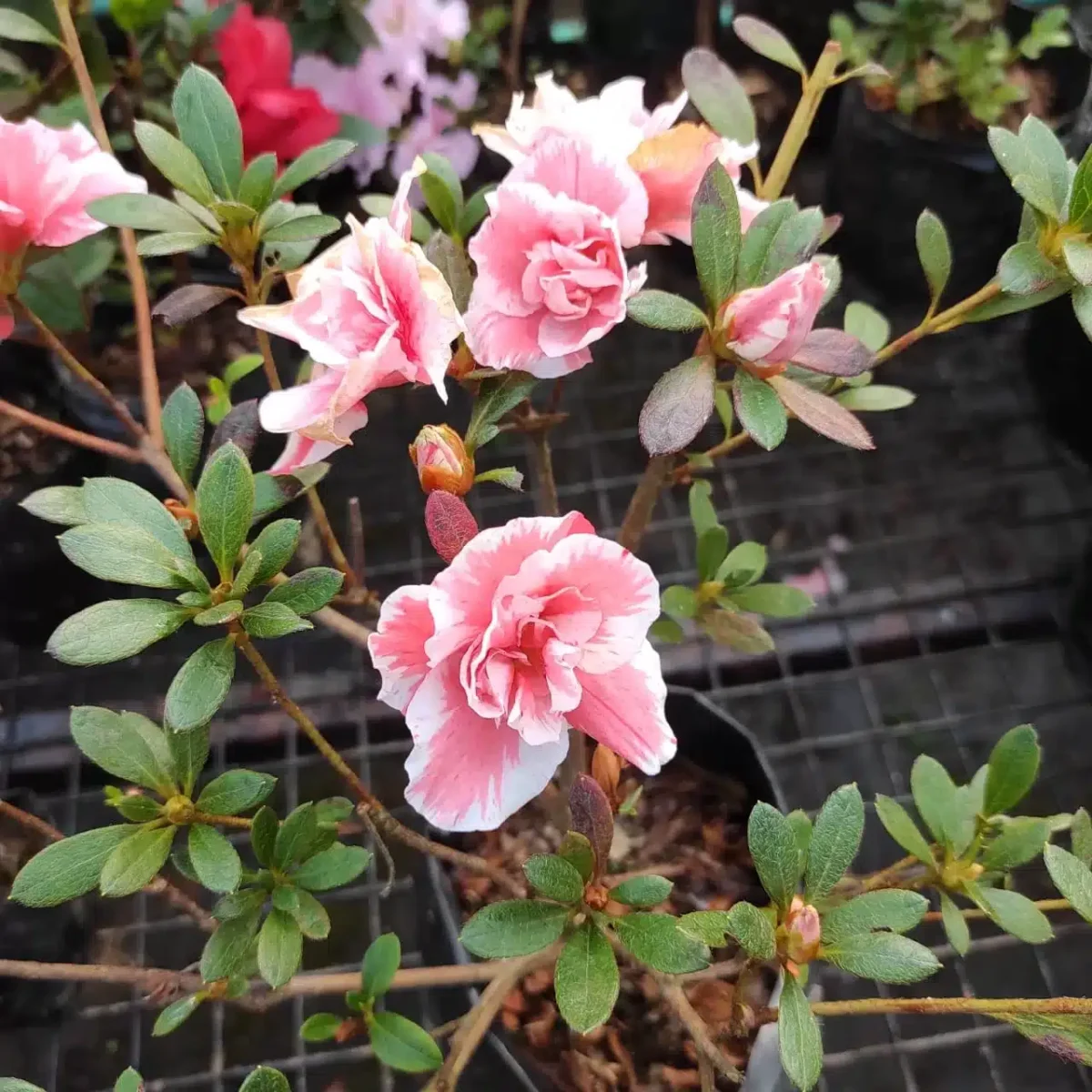 Azalea Lady Love - Image 3