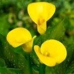 Zantedeschia 'Yellow' Calla Lily