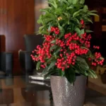 Ardisia Crenata Bospremium plant