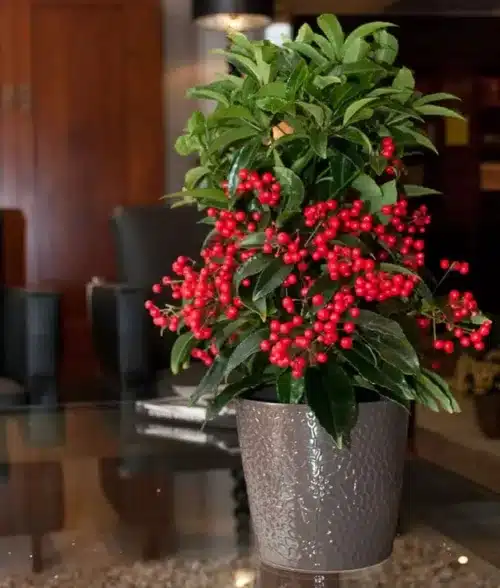 Ardisia Crenata Bospremium
