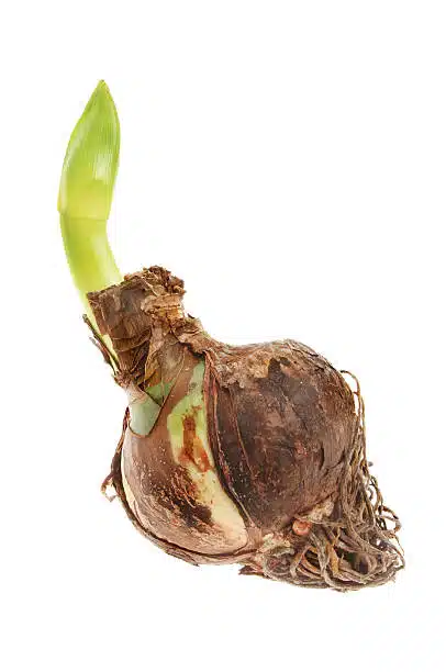 Amaryllis ‘Dancing Queen’ - Image 4