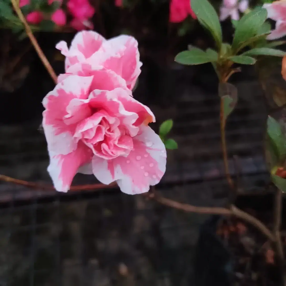 Azalea Lady Love - Image 5