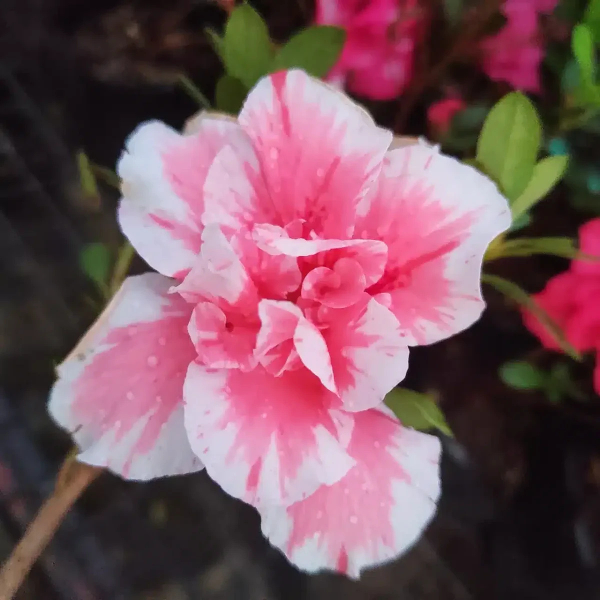 Azalea Lady Love - Image 2