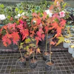 Maple Acer palmatum plant