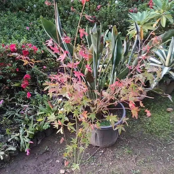 Maple Acer palmatum - Image 2