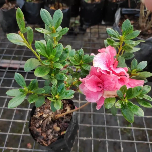 Azalea Belgian Orange - Image 2