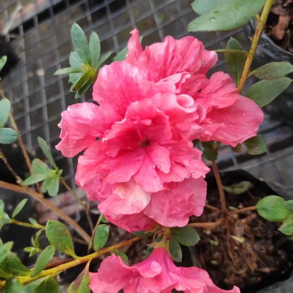 Azalea Belgian Orange - Image 4