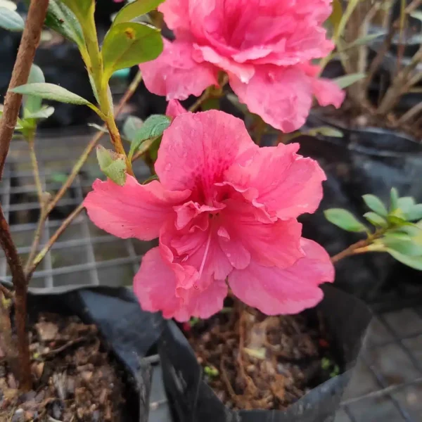 Azalea Belgian Orange - Image 5