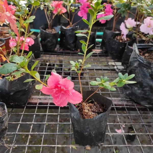 Azalea Belgian Orange - Image 3