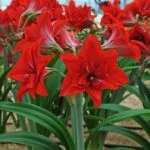 Amaryllis Double (Red)