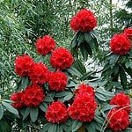 Buy Rhododendron Arboreum - Stunning Flowering Shrub