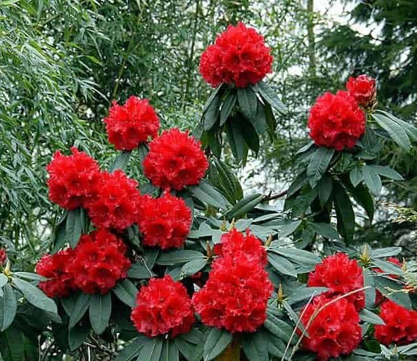 Buy Rhododendron Arboreum – Stunning Flowering Shrub plant