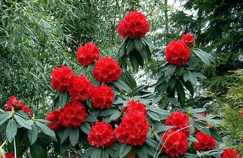 Buy Rhododendron Arboreum - Stunning Flowering Shrub