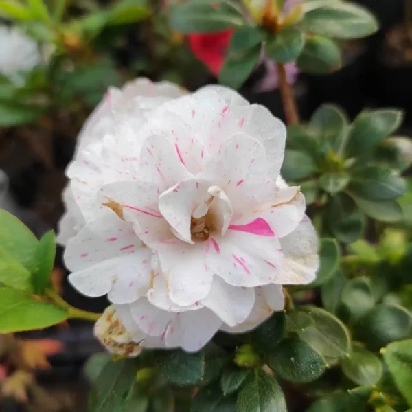 Azalea Australian White Spotted