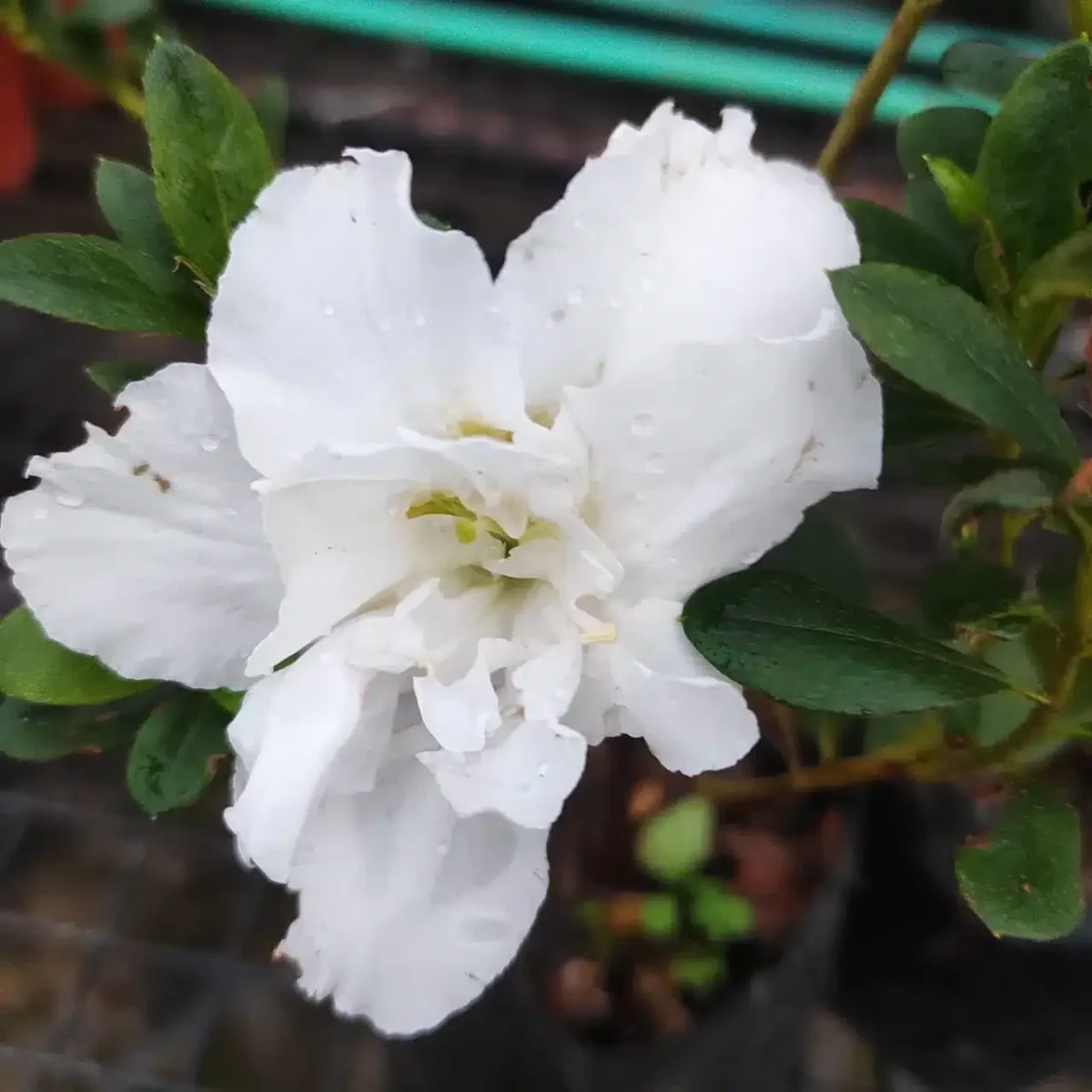 Azalea Belgian Pure White - Image 3