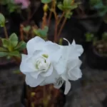 Azalea White Rose