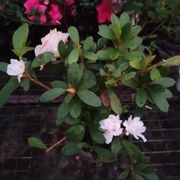 Azalea Australian White Spotted - Image 2