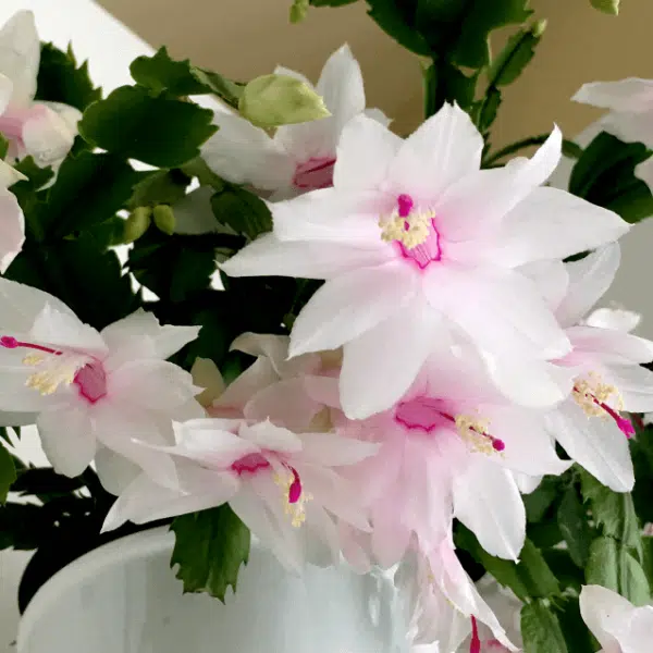 Schlumbergera truncata (Thanksgiving Cactus) White Plant - Image 2