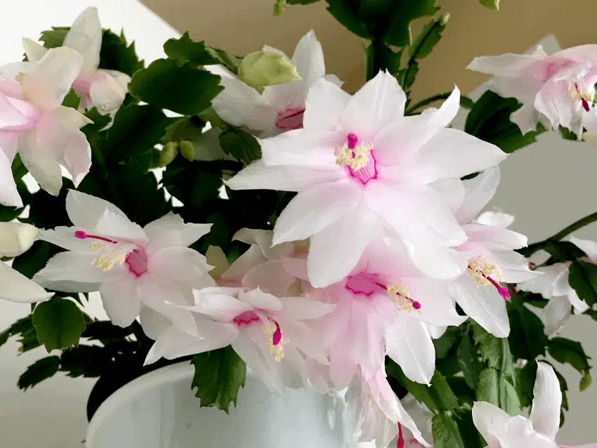 Schlumbergera truncata (Thanksgiving Cactus) White Plant - Image 2