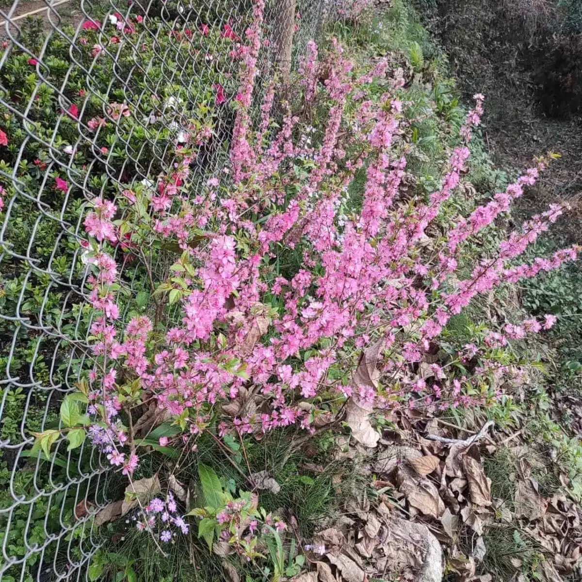 Japanese Dwarf Cherry (Prunus glandulosa Rosea Plena Single flower) - Image 3