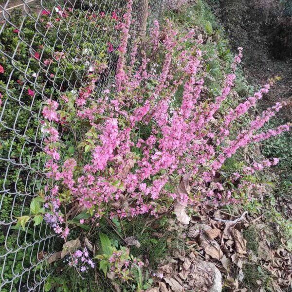 Japanese Dwarf Cherry (Prunus glandulosa Rosea Plena Single flower) - Image 3