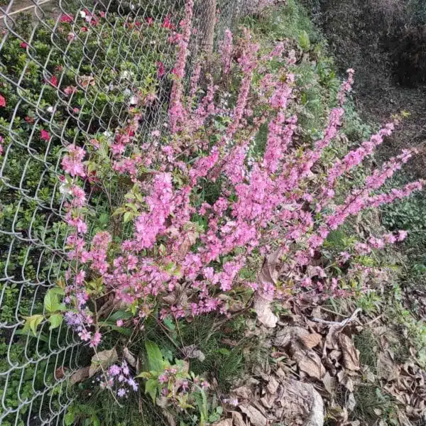 Japanese Dwarf Cherry (Prunus glandulosa Rosea Plena Single flower) - Image 3