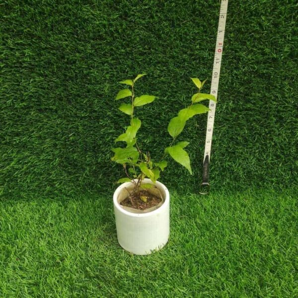 Japanese Dwarf Cherry (Prunus glandulosa Rosea Plena Single flower) - Image 2