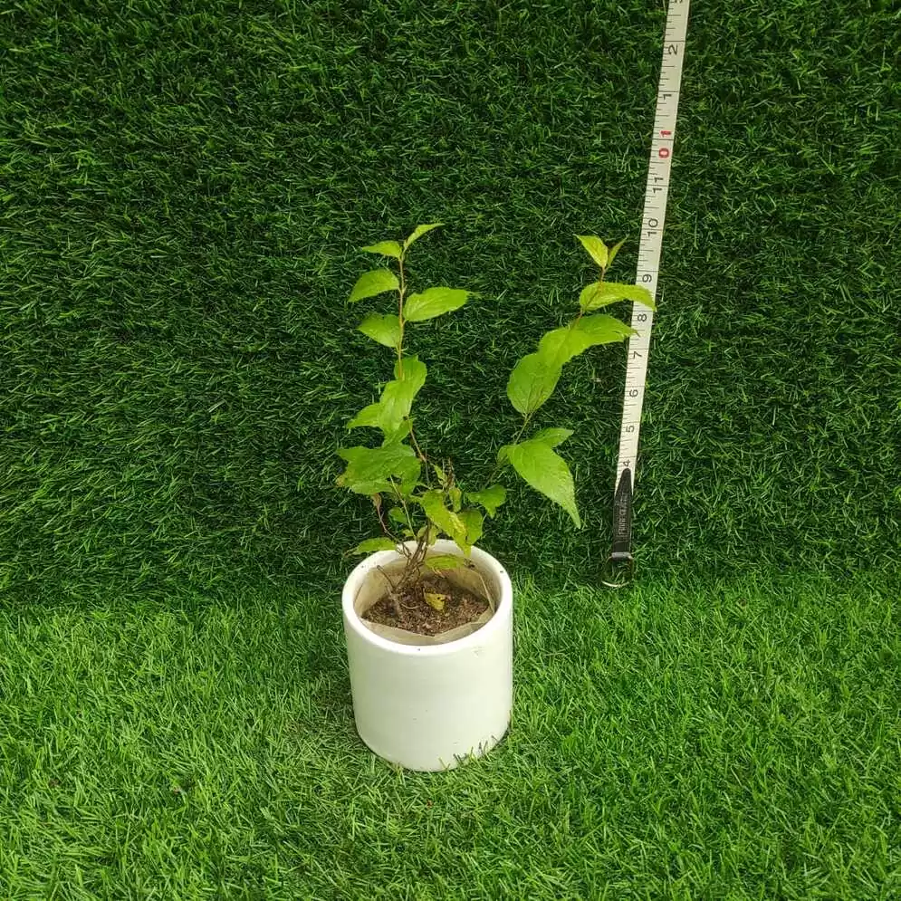 Japanese Dwarf Cherry (Prunus glandulosa Rosea Plena Single flower) - Image 2