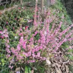 Japanese Dwarf Cherry (Prunus glandulosa Rosea Plena Single flower)