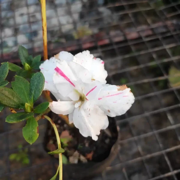 Azalea Belgian White Stripe - Image 2