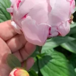 Holland Peony Rhizome (Bulb)