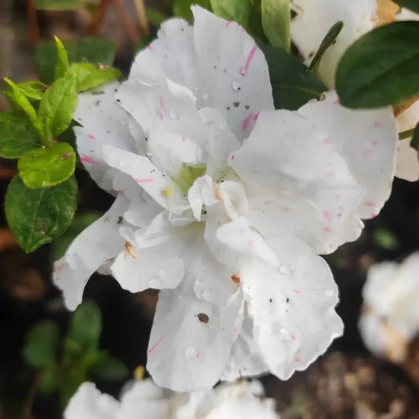Azalea Belgian White Stripe - Image 3