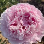 Holland Peony Rhizome (Bulb)