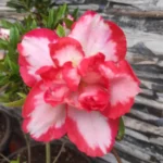 Azalea Albert Elizabeth plant