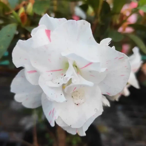 Azalea Belgian White Stripe