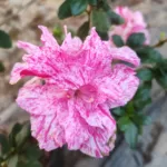 Azalea Belgian Stripe 1