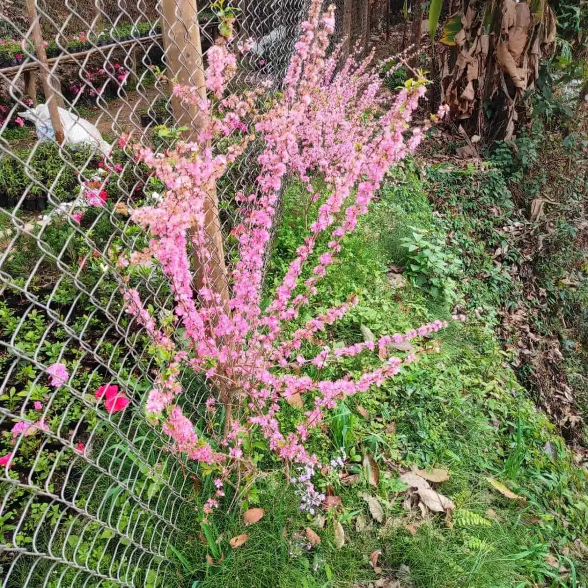 Japanese Dwarf Cherry (Prunus glandulosa Rosea Plena Single flower) - Image 4