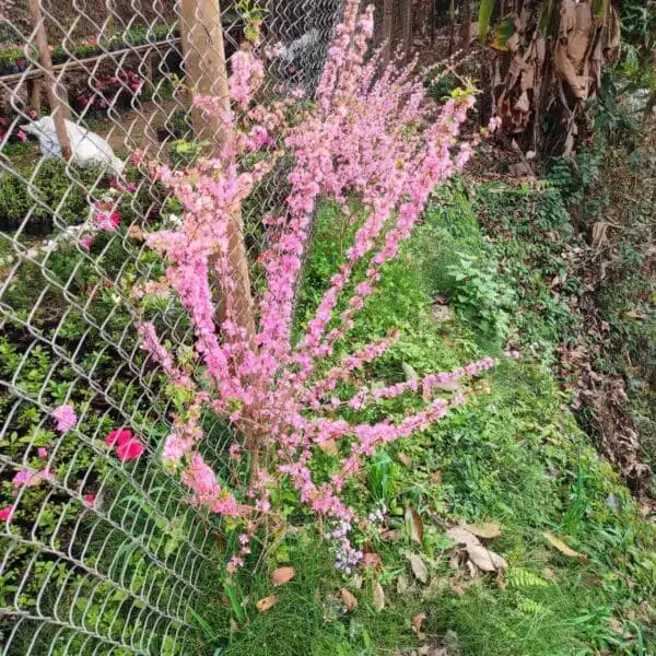 Japanese Dwarf Cherry (Prunus glandulosa Rosea Plena Single flower) - Image 4
