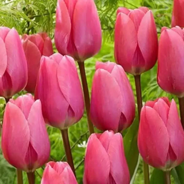 Holland Tulip Big Love bulbs