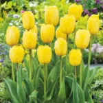 Holland Tulip Novi Sun Bulbs