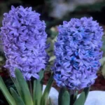 Holland Hyacinth 'Blue Jacket' Pack of 3 bulbs