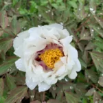 Holland Peony Rhizome (Bulb)